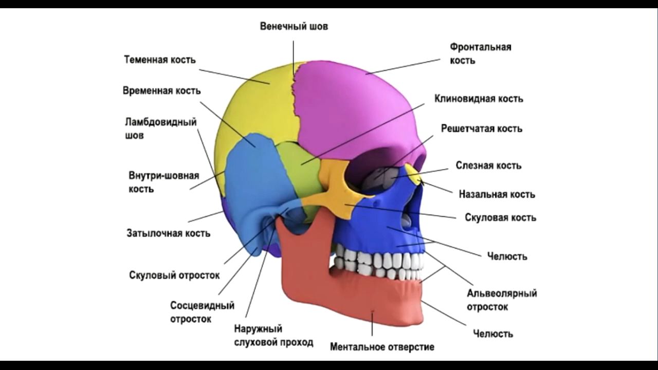 Череп задняя часть. Затылок головы анатомия. Строение черепа затылок. Строение затылка головы.
